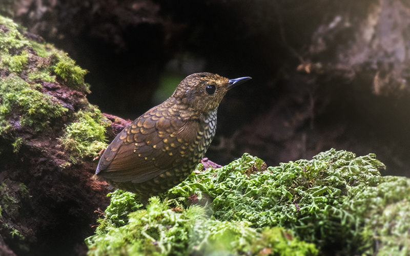 Pygmy Cupwing (Pnoepyga pusilla) at Da Lat Bird Hides - Southern Vietnam. Photo by: Phuc Le - Vietnam Bird Photography Tours - Vietbirdphototours.com